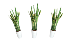 Snake Plant, Sansevieria