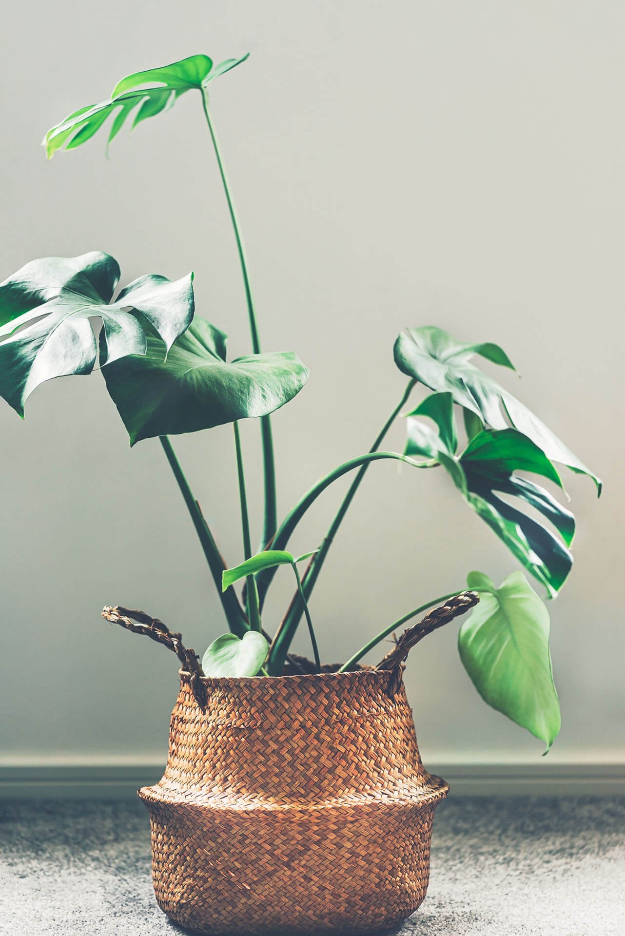 monstera-in-basket-ZCKBVUV.jpg